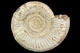 Polished Jurassic Ammonite (Perisphinctes) - Madagascar #104947-1